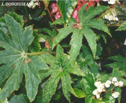 B. heracleifolia var. punctata